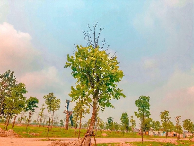 tiến độ thi công mê linh vista city